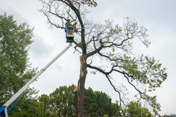 Best Tree Maintenance Programs  in Cambridge, WI