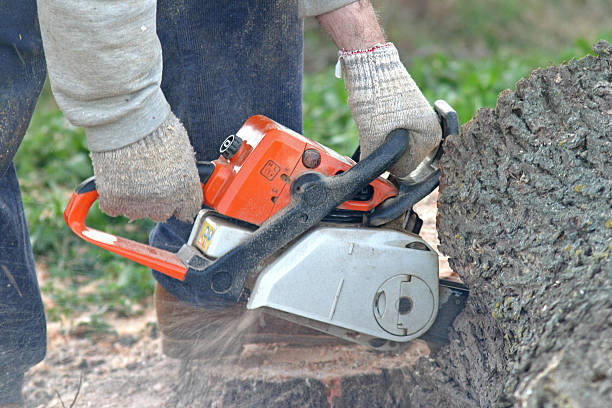 Best Root Management and Removal  in Cambridge, WI