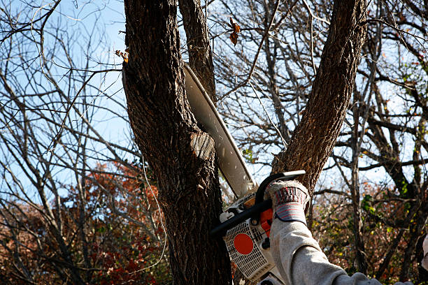 Best Tree Cabling and Bracing  in Cambridge, WI